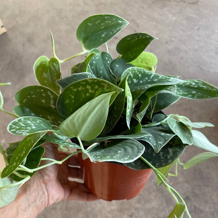 6" Scindapsus Silvery Ann for wholesale by Triad Plants