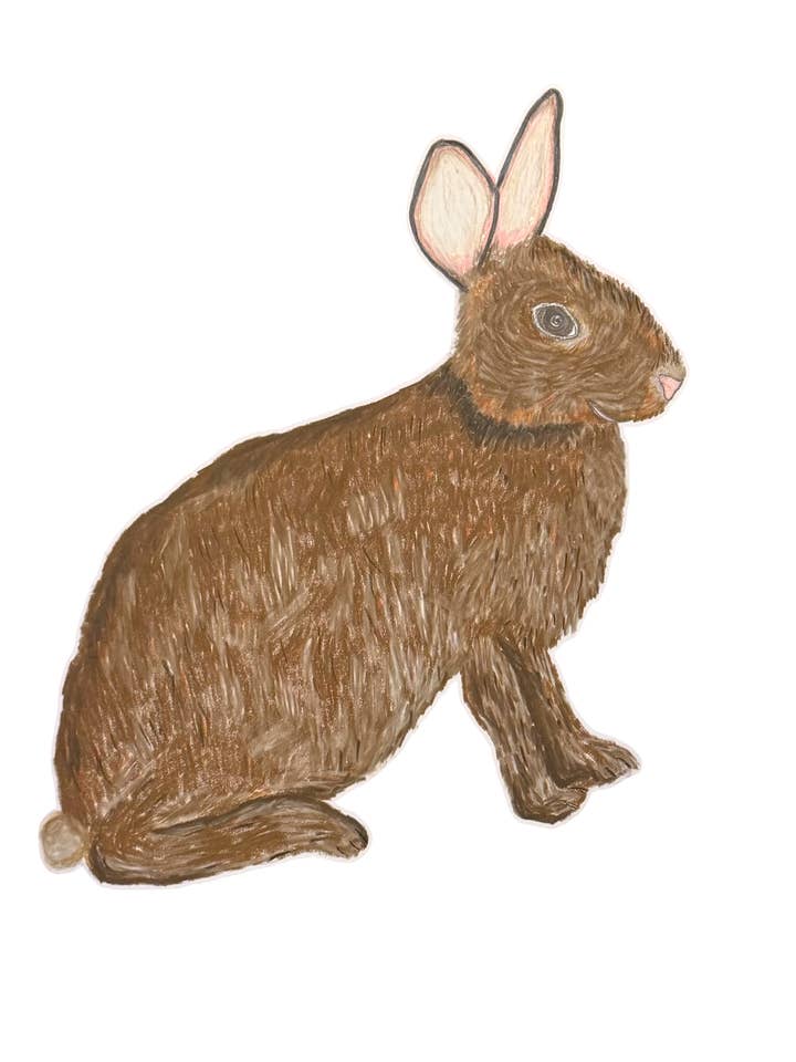 Cottontail Kanin Hilsen Kort for engroshandel hos Natchie