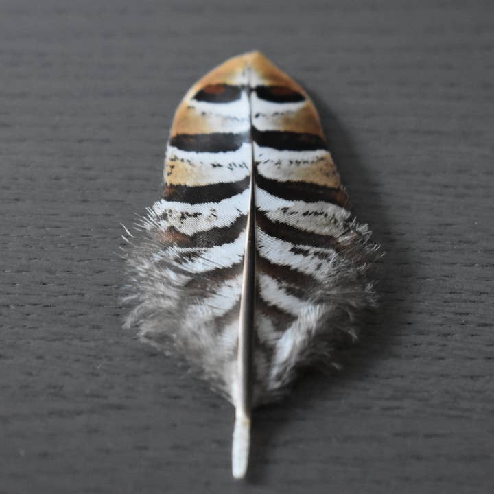 Plumes Naturelles – wholesale Hantverkstillbehör – Fasan fjädrar 6 centimeter