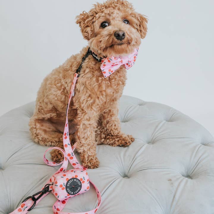 SASSY WOOF - Wholesale Pet Collar - Dog - Dog Collar - Mon Cherry (Fruits)