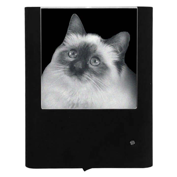 Graverad persisk katt för wholesale av Nightlight Studio