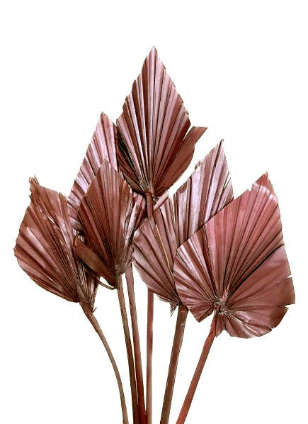 Botanico Ltd. – wholesale Dried/pressed flowers – Palm Spear1