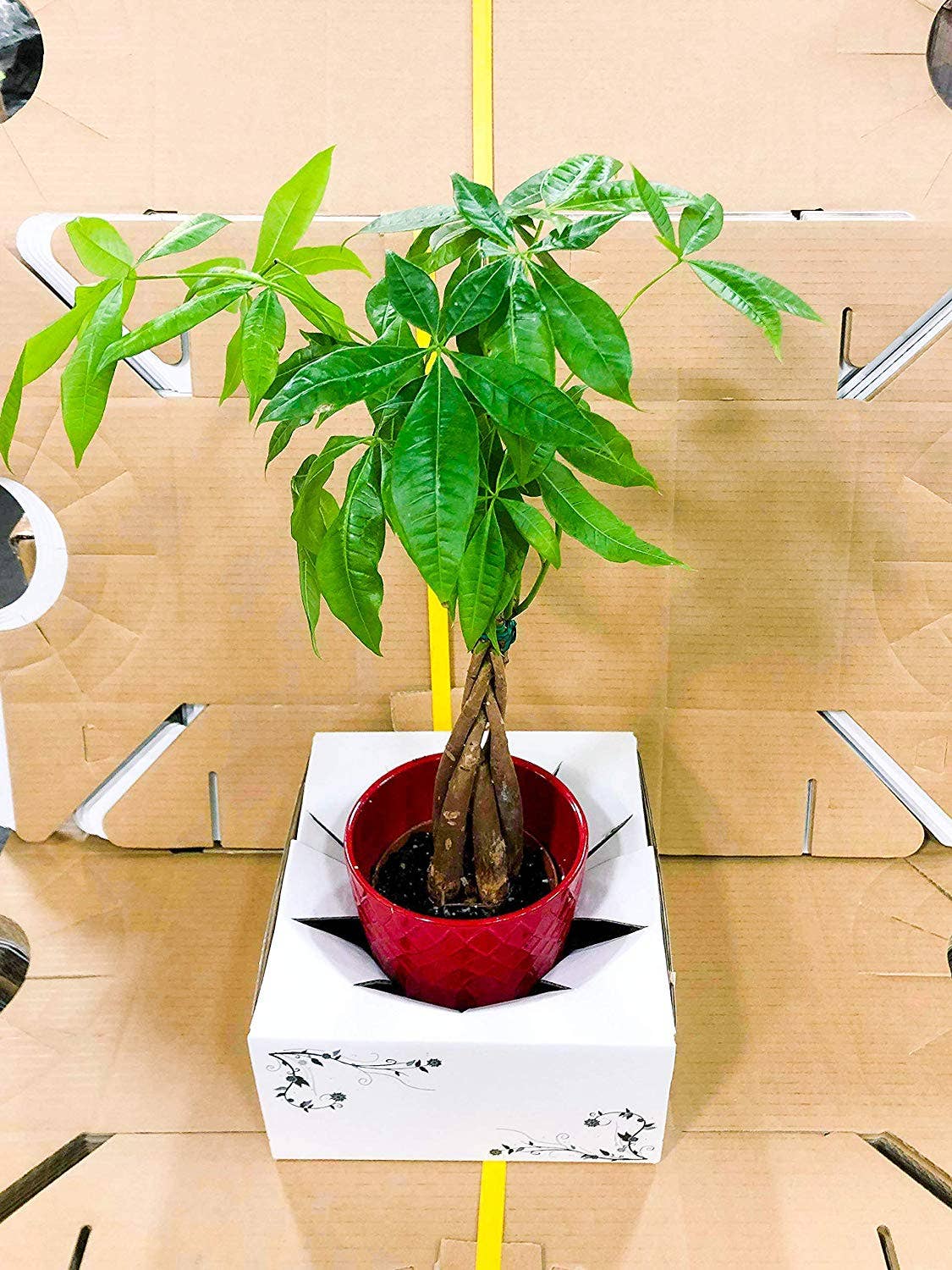 UNIMIX FLORAL - Vendita all'ingrosso Vasi - Scatole in cartone per trasporto vaso - confezione da 506