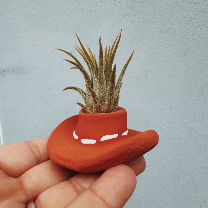 O'Berry's Succulents - Wholesale Live Plant - Terracotta Cowboy Hat Mini Planter with Air Plant