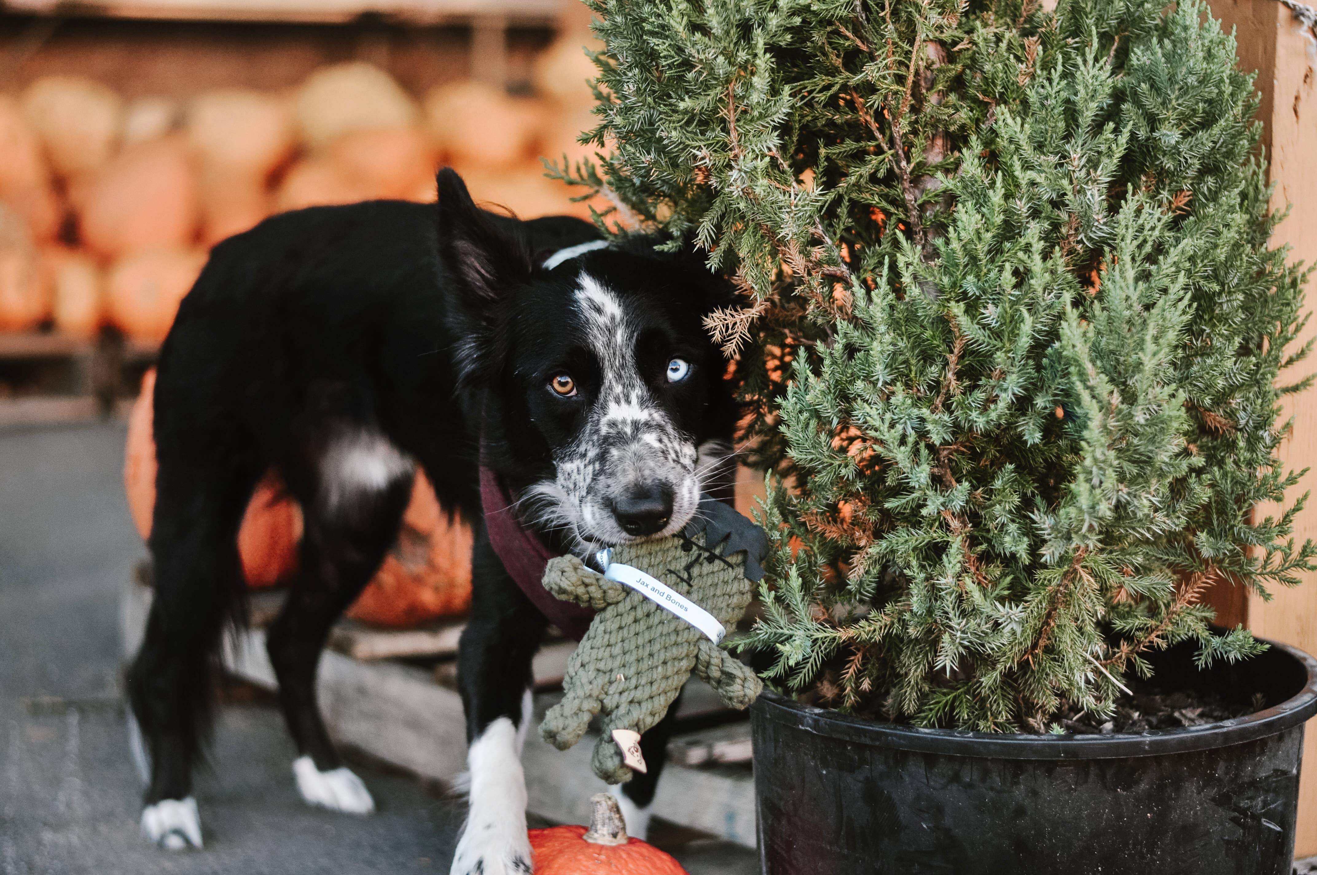 Jax & Bones – wholesale Pet toy – Dog – Frankenstein Rope Dog Toy (One Size)1