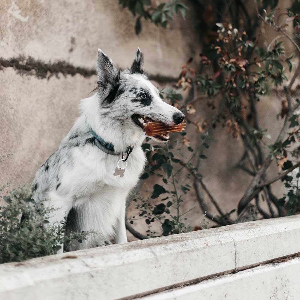 POCURULL SL (Retorn) - Wholesale Pet Chew Toy - Dog - Rub Teether Clean Dog Toy4