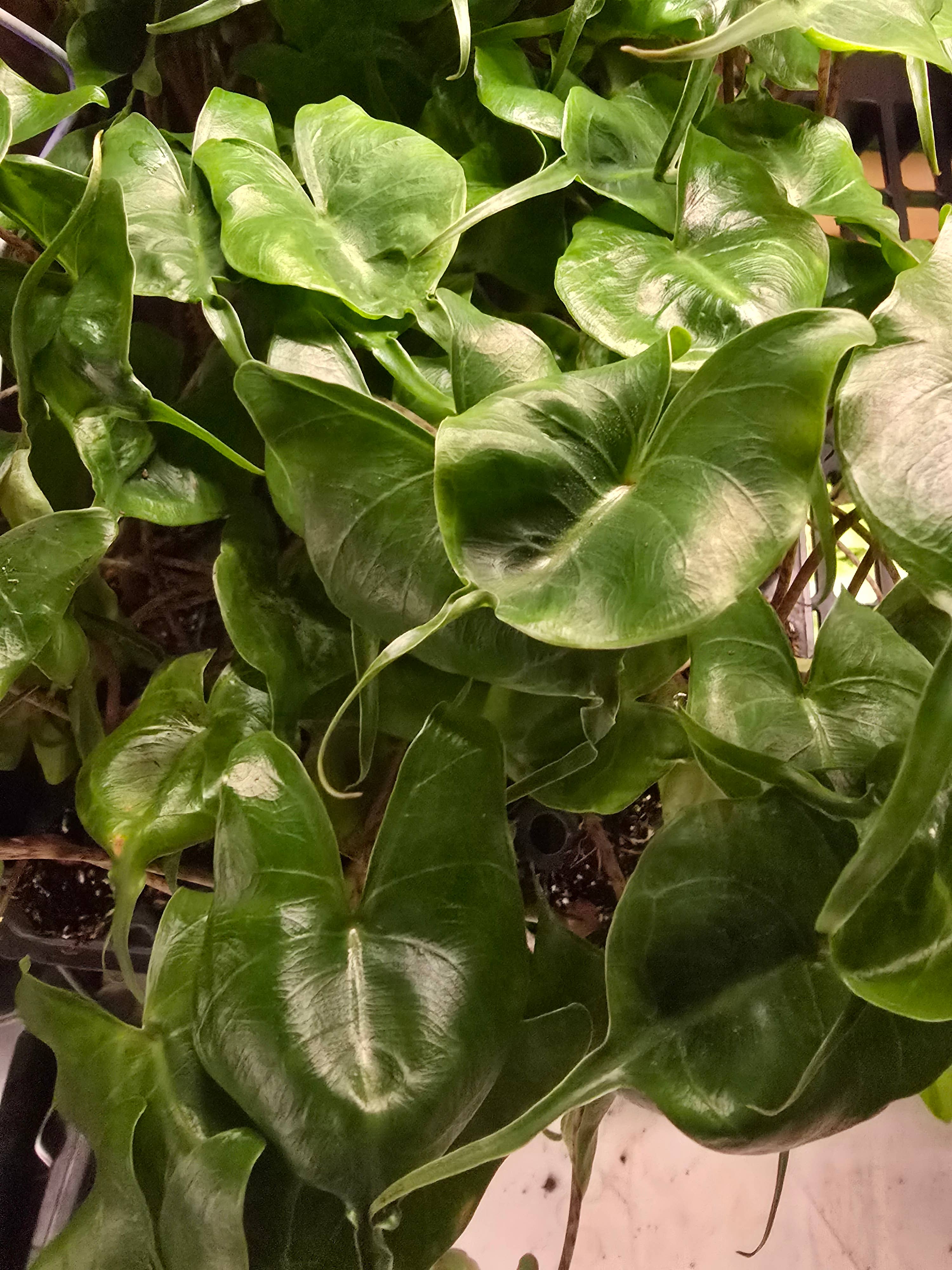 Dick's Sticks and Exotics - Wholesale Live Plant - Growers Choice Mega Mix. Unpotted. 3