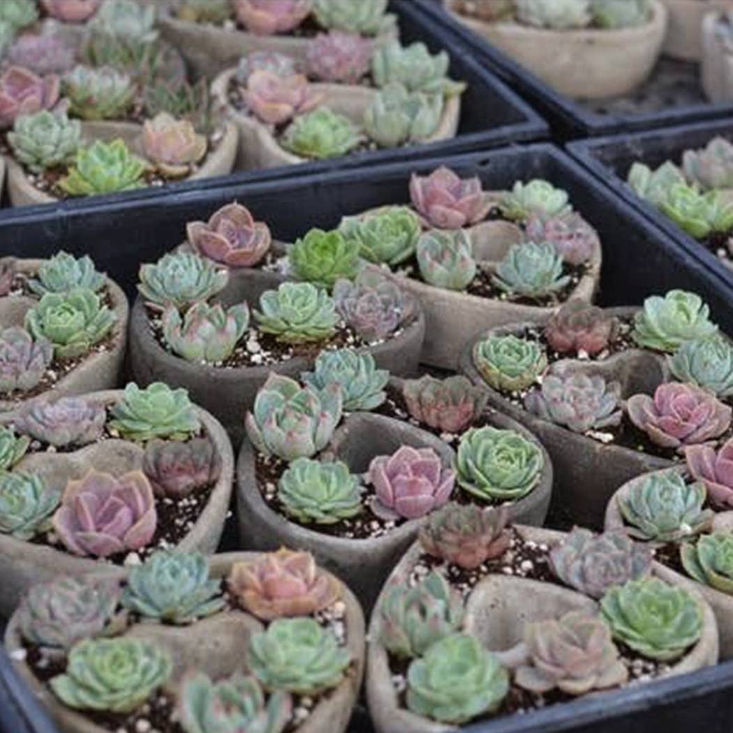 Best Plant Friend - Wholesale Succulent - Succulent Heart Arrangement - Succulent Gift Decor Ideas11