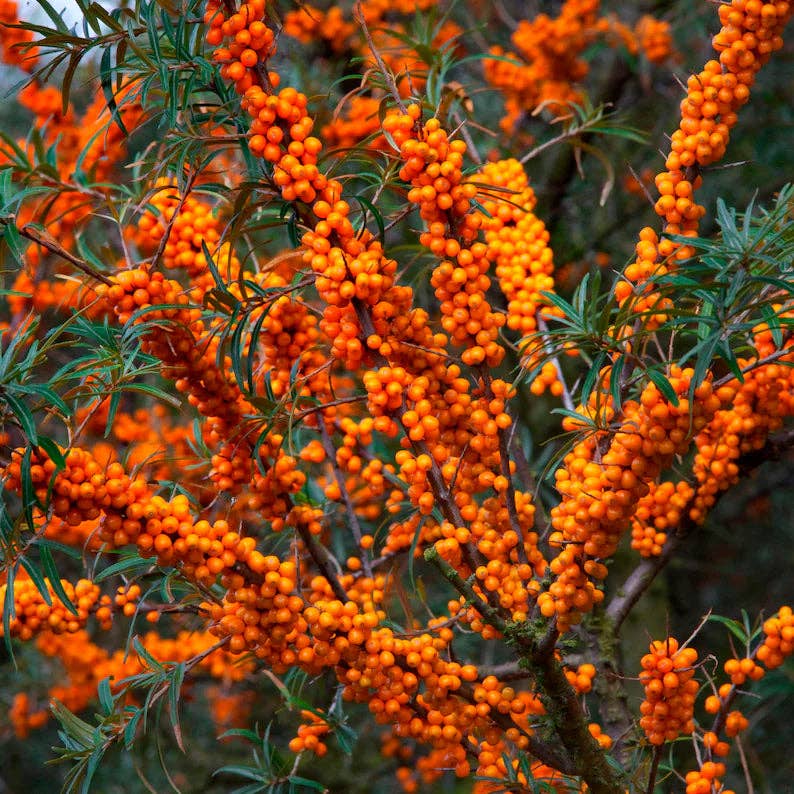 Relaxcation - Wholesale Essential Oil - Organic Sea Buckthorn Essential Oil3