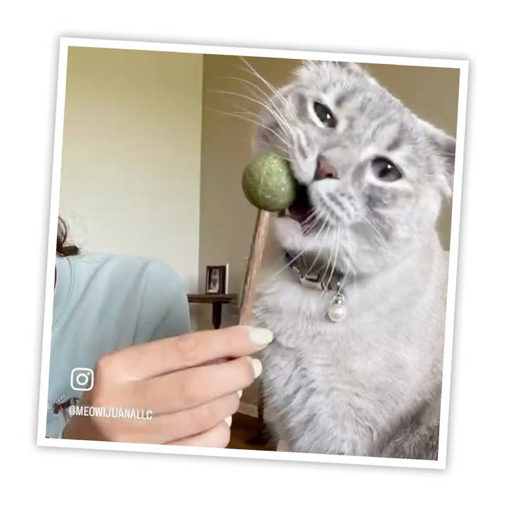 Pet Palette Distribution - Wholesale Pet Toy - Cat - Meowijuana Catnip & Silvervine Lollies3