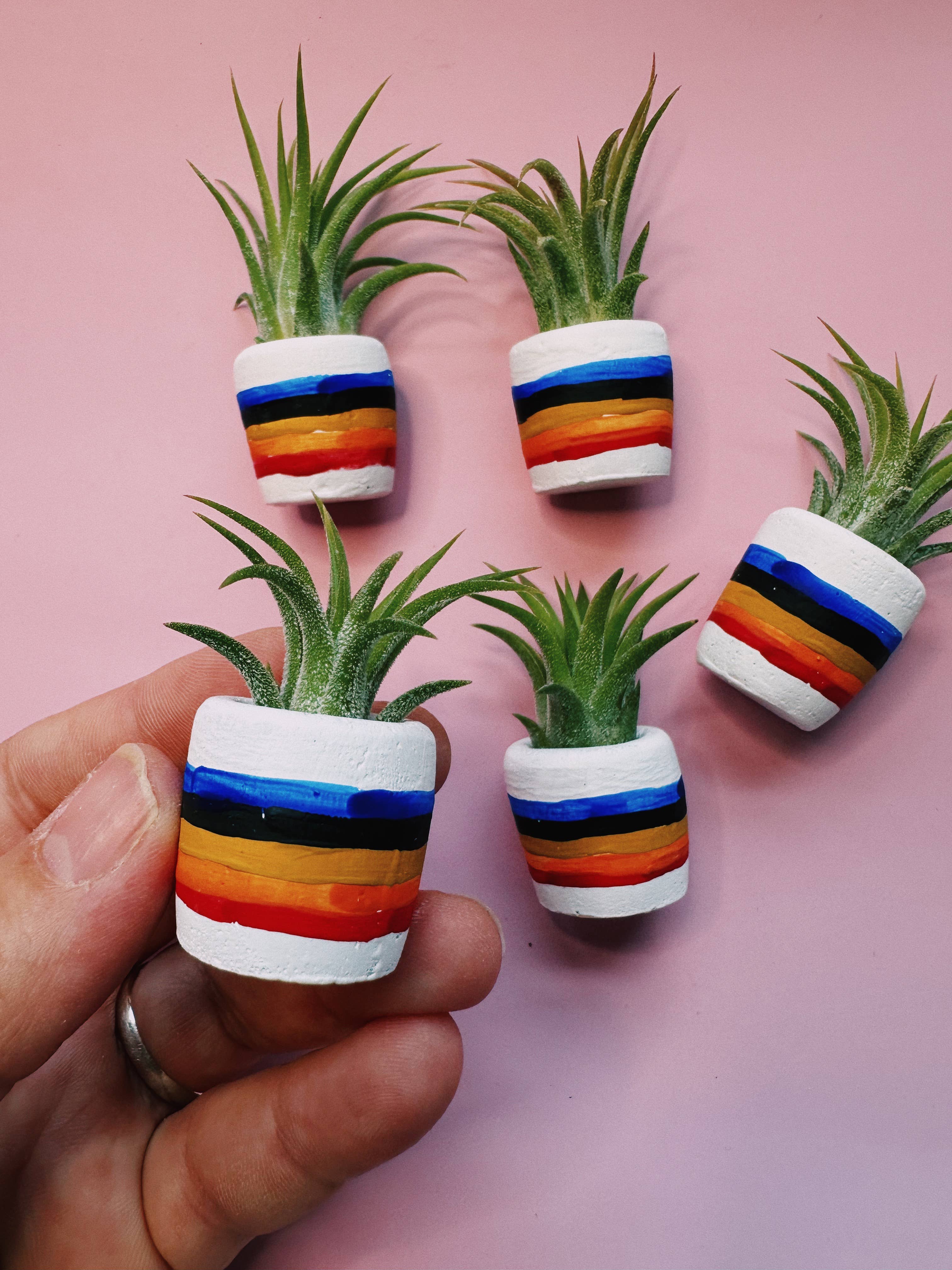 O'Berry's Succulents - Wholesale Plant Pot - 80"s Rainbow Mini Planter3