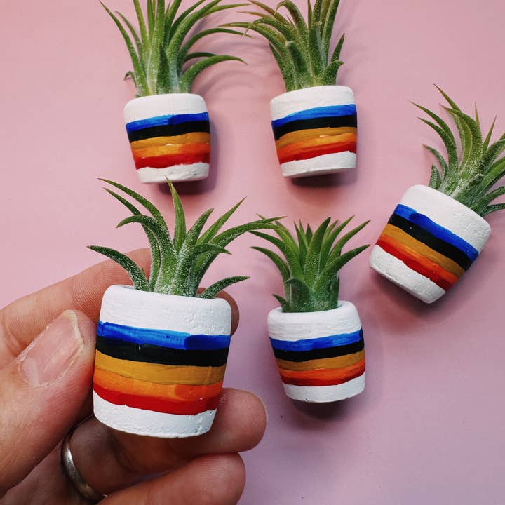 O'Berry's Succulents - Wholesale Plant Pot - 80"s Rainbow Mini Planter3