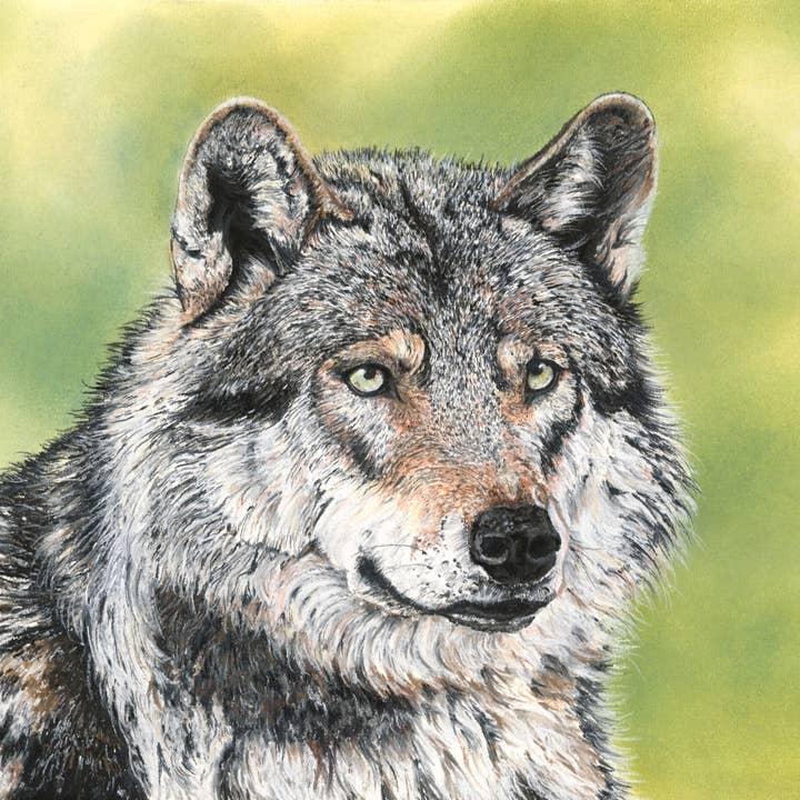 Tryck av originalpastellkonstverk 'Nymeria' för wholesale av Michelle Hewitt Wildlife Artist