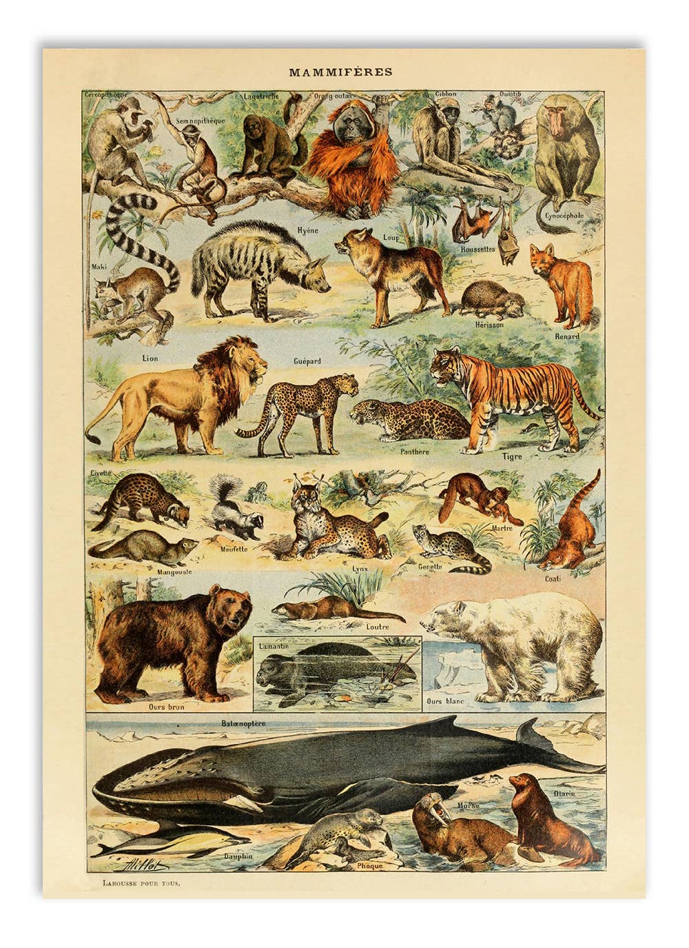 Esque - Wholesale Postcard - Postcard Vintage Mammals - Adolphe Millot2