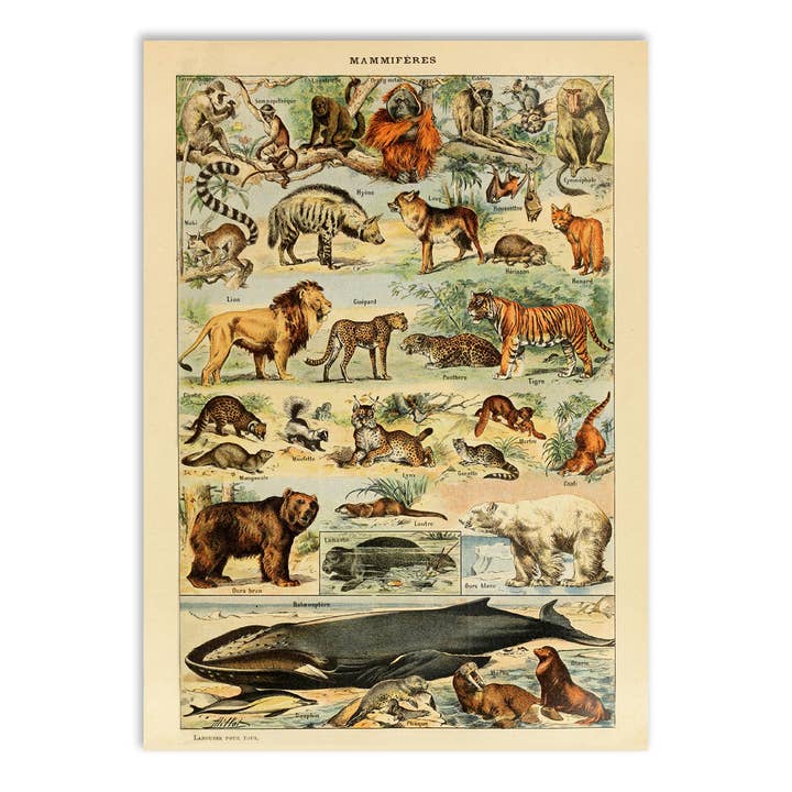 Esque - Wholesale Postcard - Postcard Vintage Mammals - Adolphe Millot2
