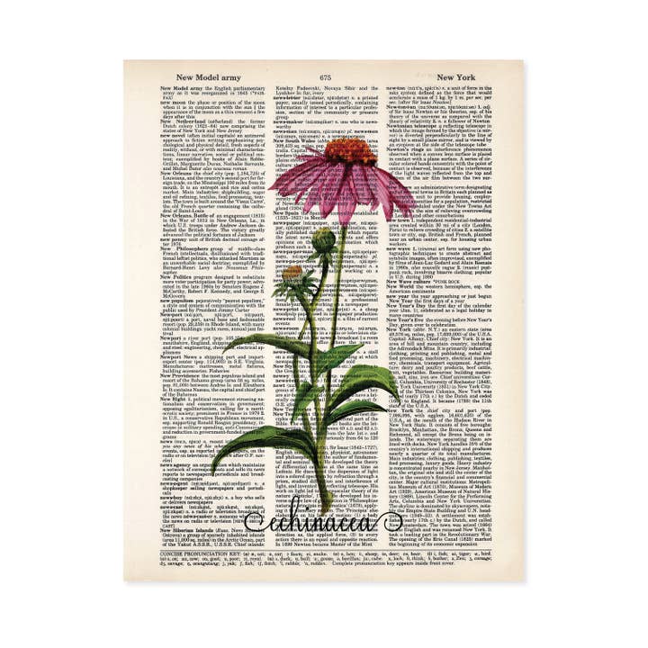 Botanical Art - Echinacea - Wellness Shop - Natural Medicine for wholesale by Blue Twist & Co