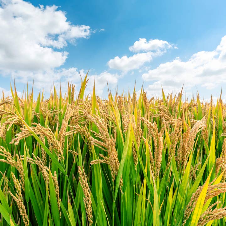 American Table - Wholesale Pancake mix - Gluten Free Rolled Hotcakes Crepe Mix 14oz7