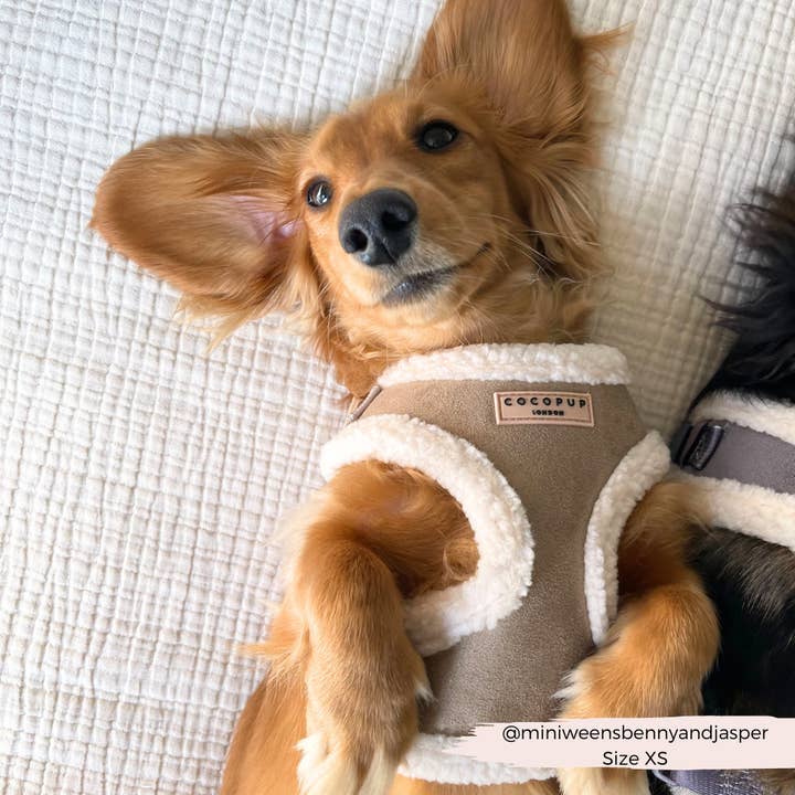 Cocopup London - Vendita all'ingrosso Pettorina - Cani - Pettorina da collo regolabile Nude Aviator13