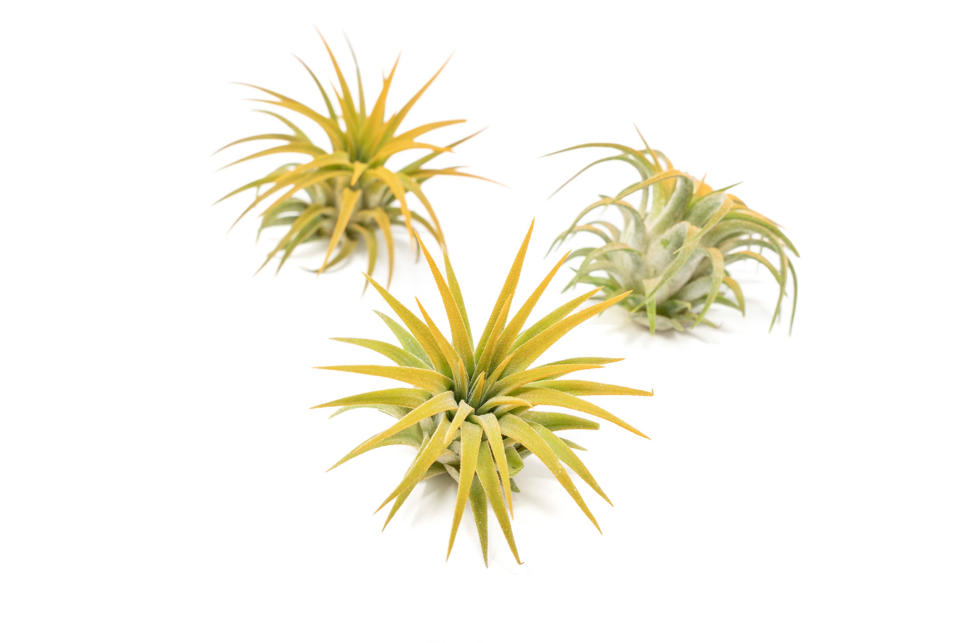 Air Plant Shop - Wholesale Live Plant - Color Enhanced Tillandsia Ionantha Rubra Air Plants28