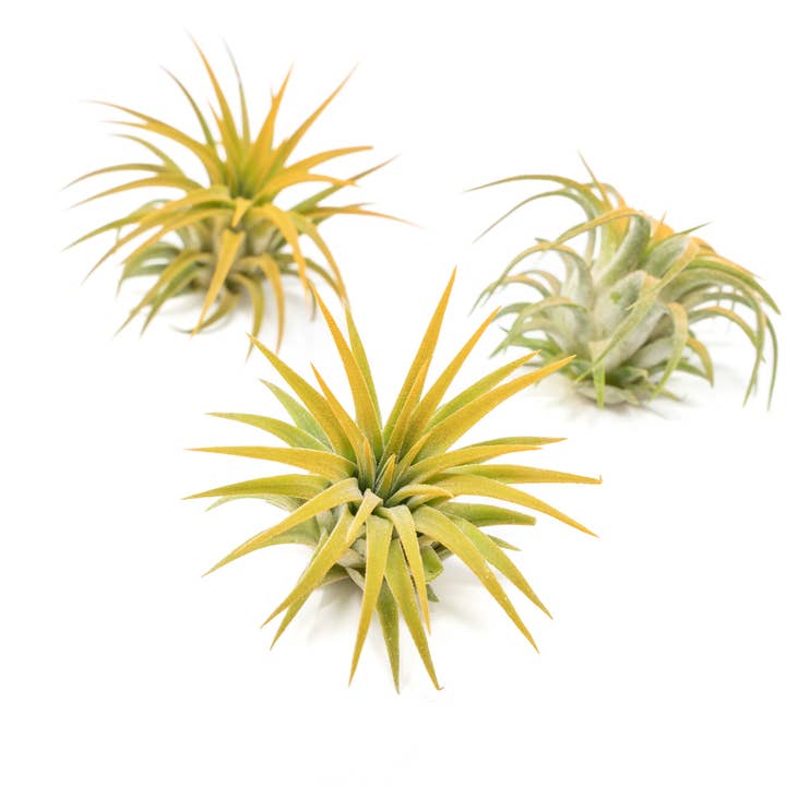Air Plant Shop - Wholesale Live Plant - Color Enhanced Tillandsia Ionantha Rubra Air Plants28