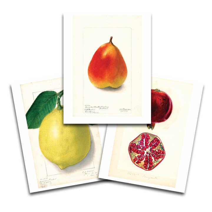 Fabulous Fruits Prints: Set Two - Print Set for wholesale by Laughing Elephant