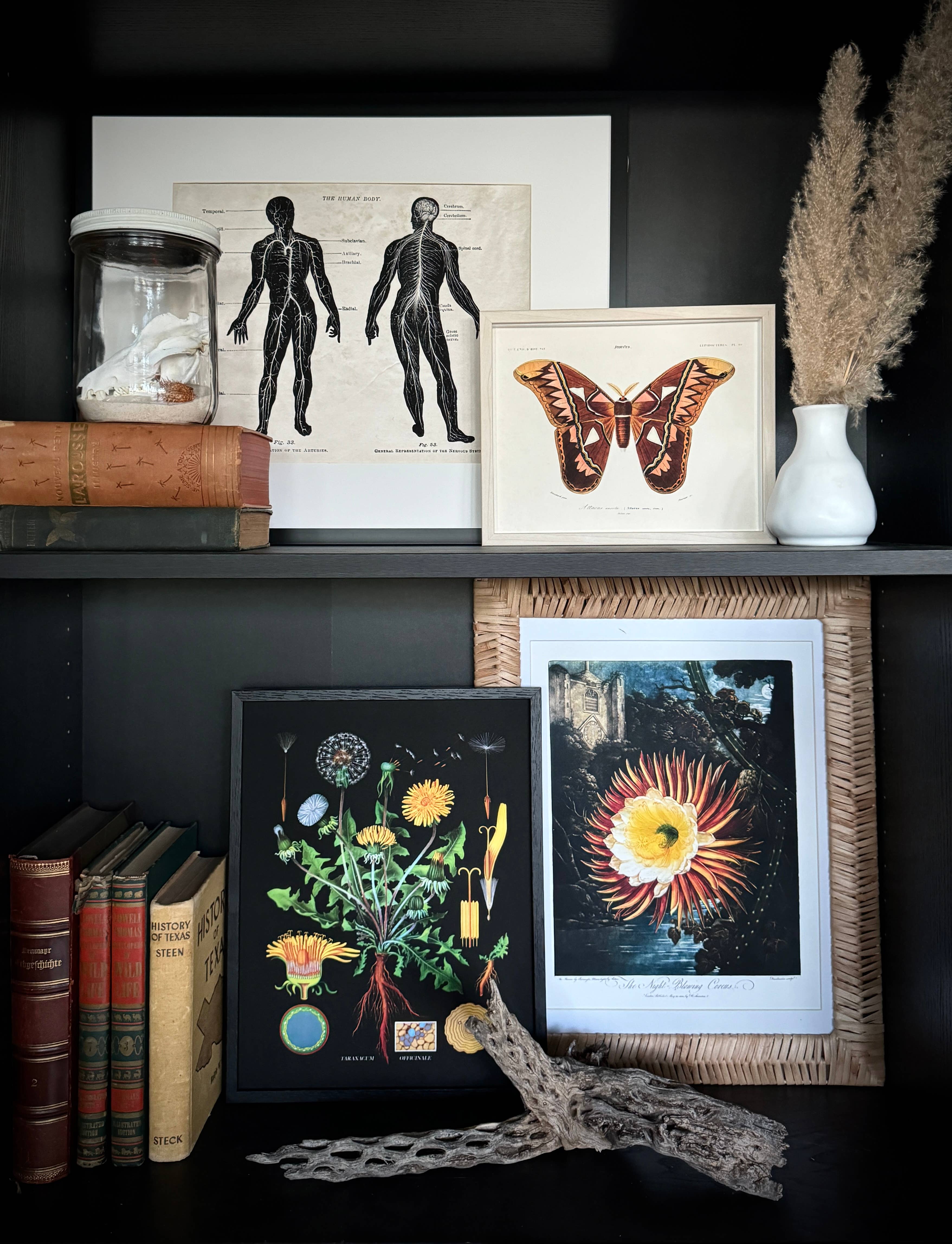 Curious Prints - Vendita all'ingrosso Stampa artistica - Stampa botanica vintage con tarassaco nero con cornice opzionale5