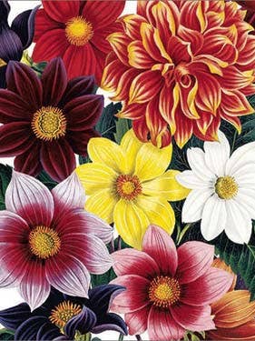BLANK DAHLIAS GREETING CARD ARCHIVIST for wholesale by Notes & Queries, Inc.