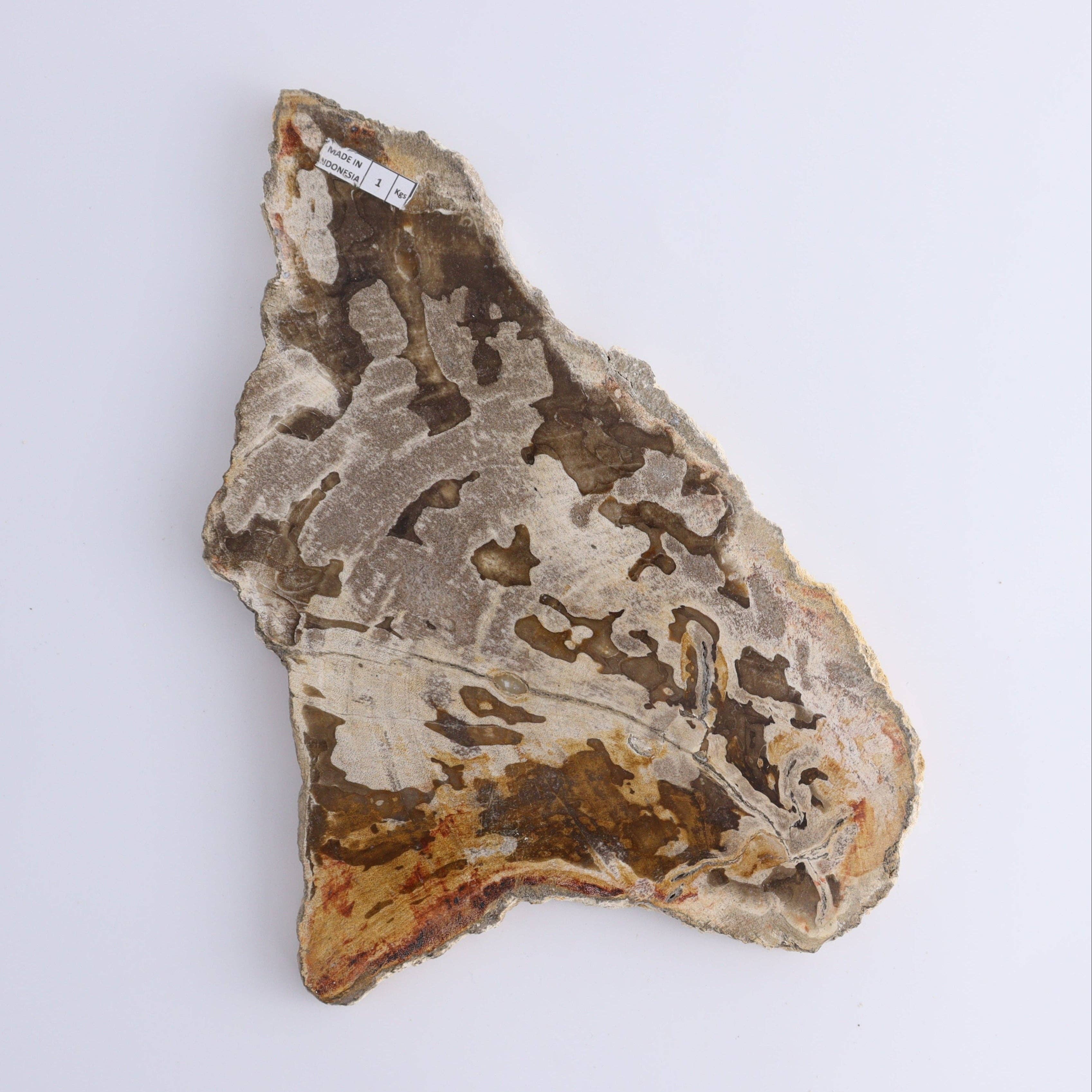 Mi Esperanza Minerals - Wholesale Spiritual Stone/Crystal - Petrified Wood Slices & Slabs Set of 31