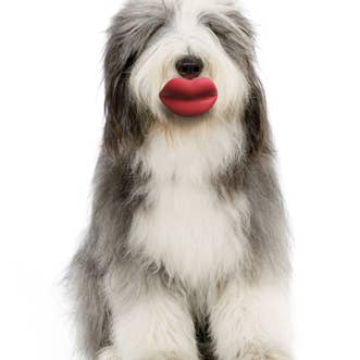MOODY PET - Wholesale Pet Fetch Ball - Dog - Humunga Lips