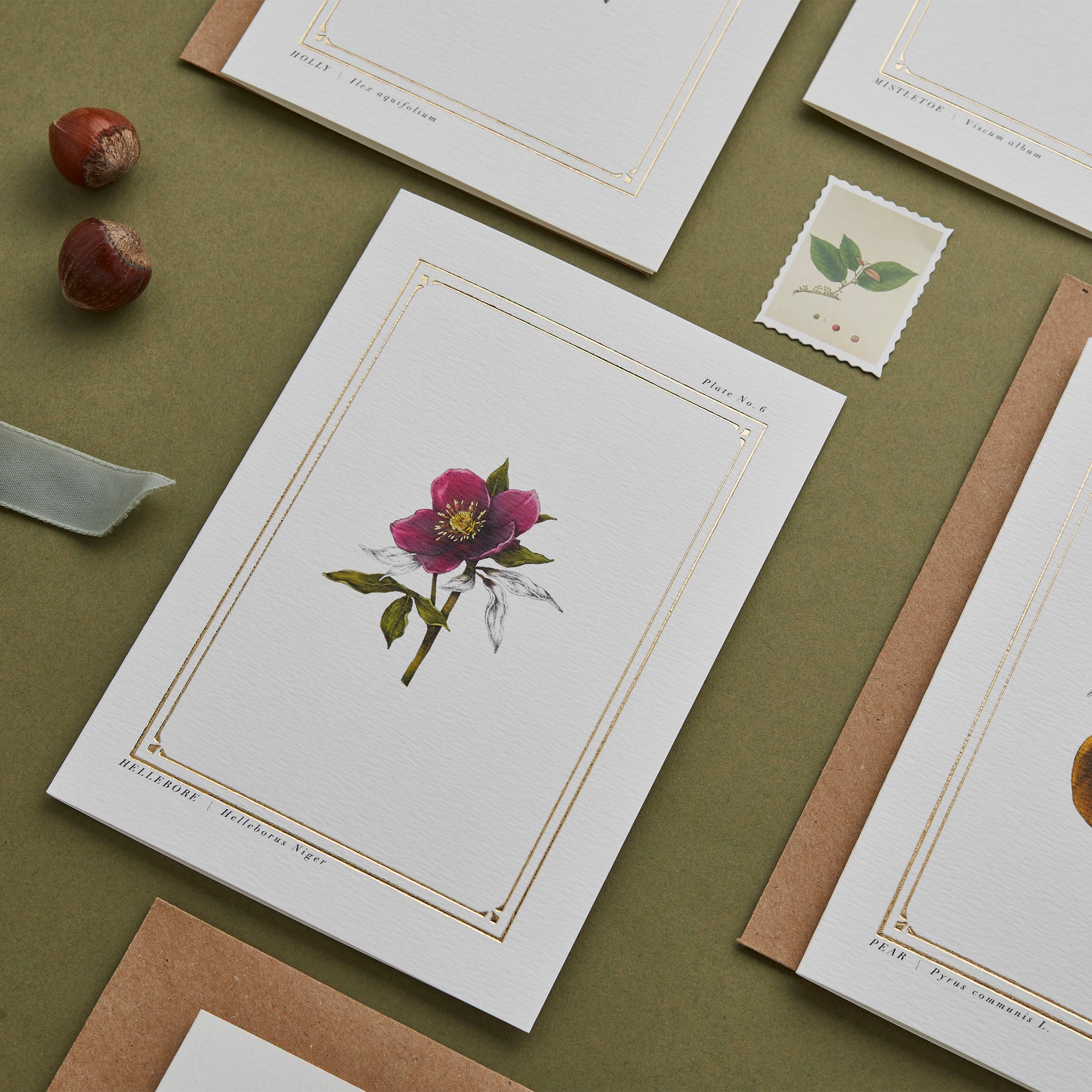Catherine Lewis Design - Wholesale Everyday Greeting Card - Hellebore - 'The Botanist Archive : Festive Edition' - Card4