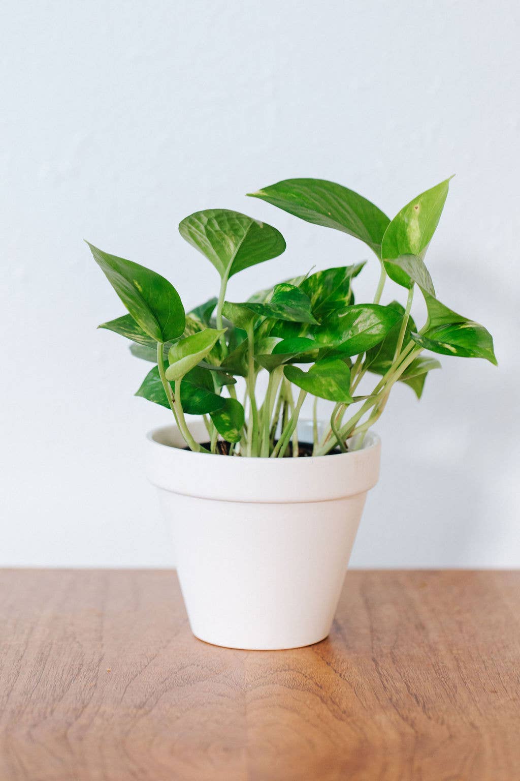 Carter & Rose - Wholesale Plant Pot - White Porcelain Pot2