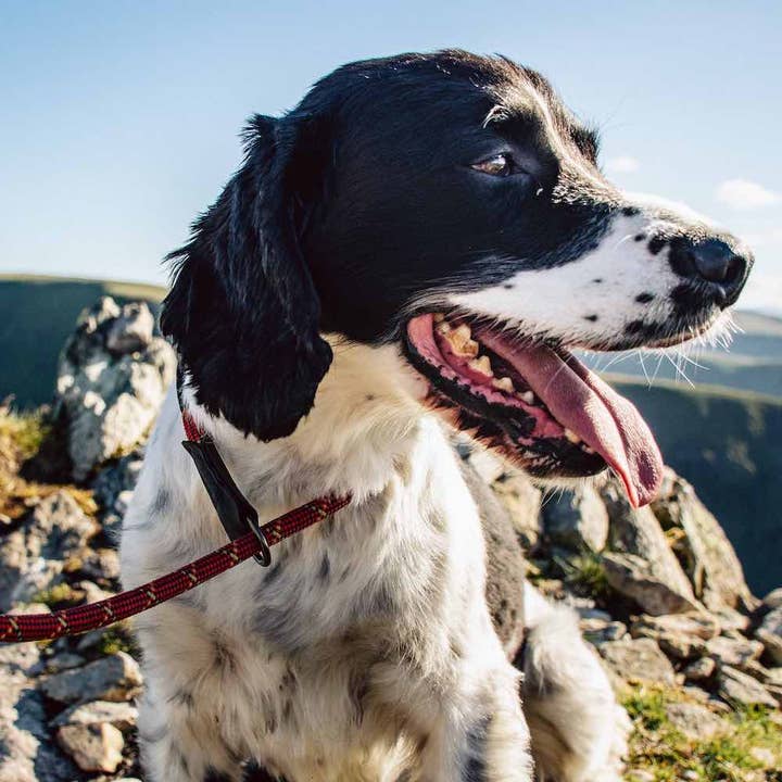 Komfort Rope Slip Le for engroshandel hos Long Paws