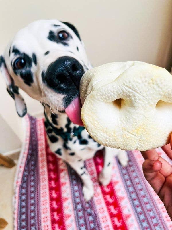 Kivo Petfood – wholesale Pet treats – Dog – Dog Snack - Puffed Pork Nose with Honey - 5 pieces1