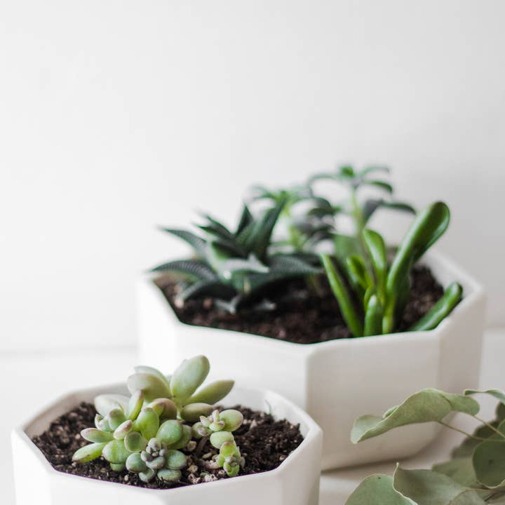 Niik Creative Co. - Wholesale Plant Pot - Octagon Nesting Ceramic Planter Set