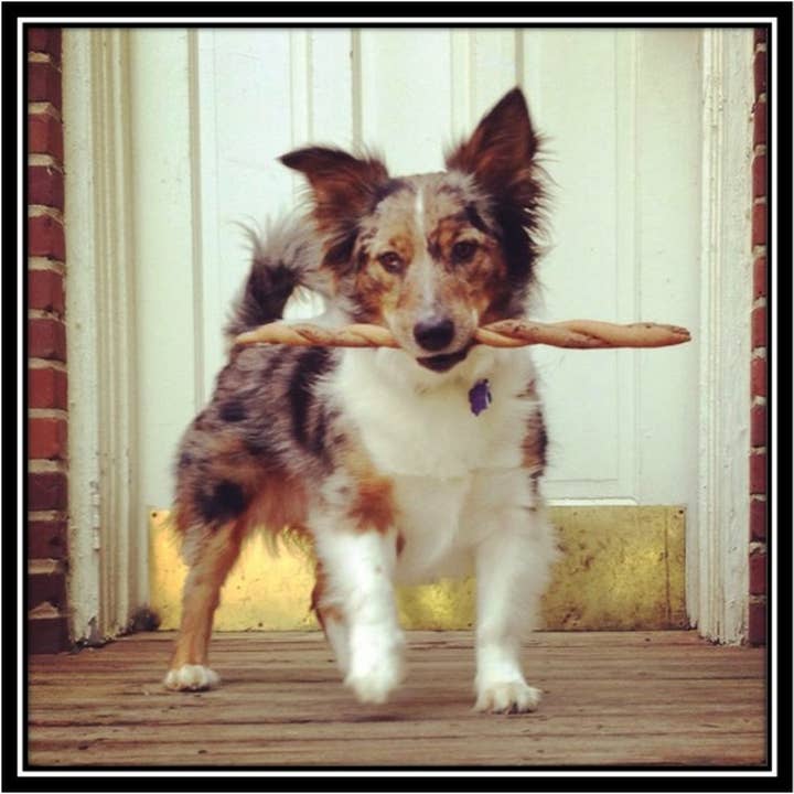 MIX STIX - Torse de caroube au beurre d'arachide, trempée dans du yogourt pour la vente par Taj Ma-Hound Bakery for Dogs