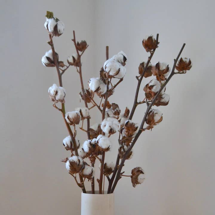 Pampas & Bloom - Wholesale Dried/Pressed Flowers - Natural Dried Cotton Stems