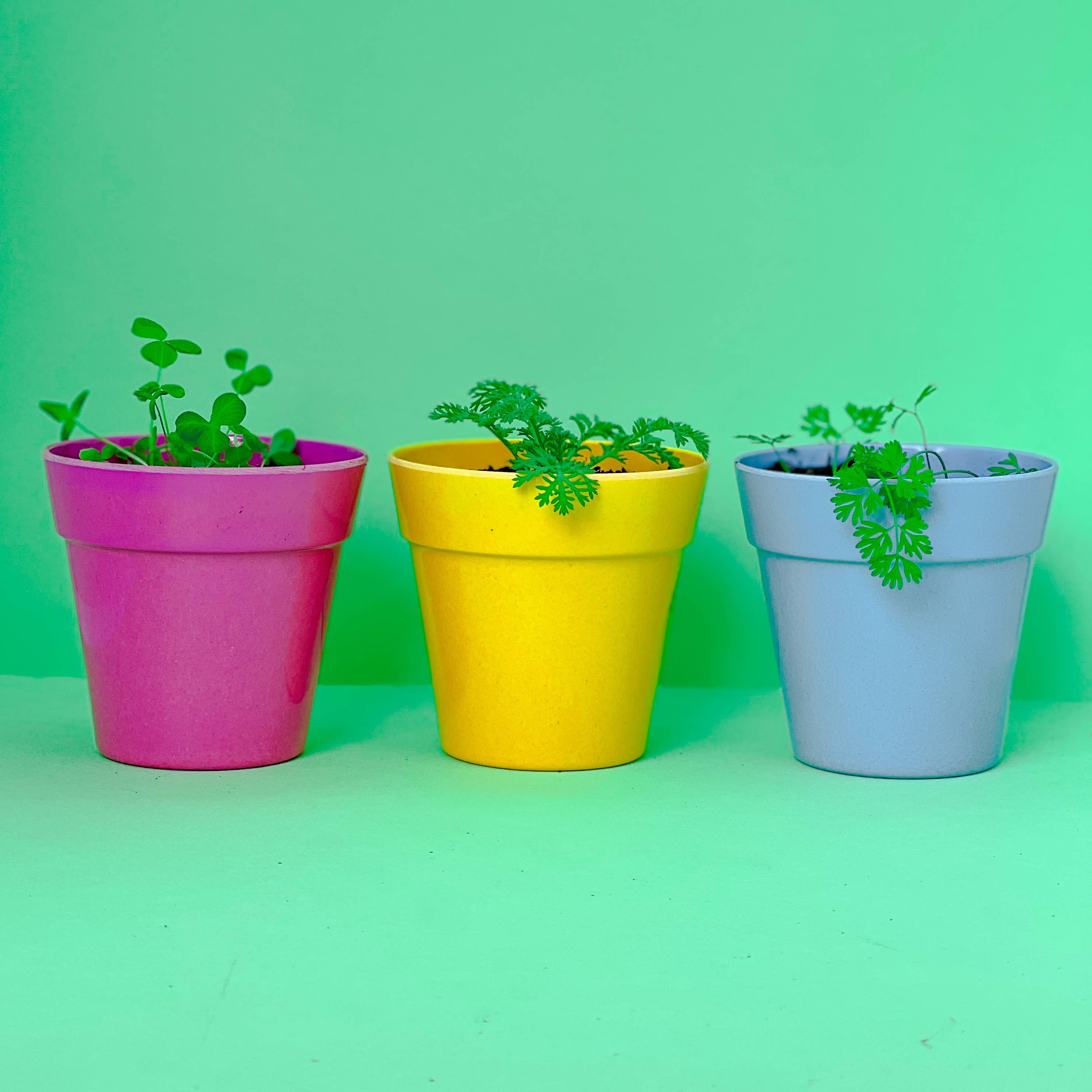 Seedball - Vente Graines de plantes - Boîtes à fleurs sauvages Bee Seedball3