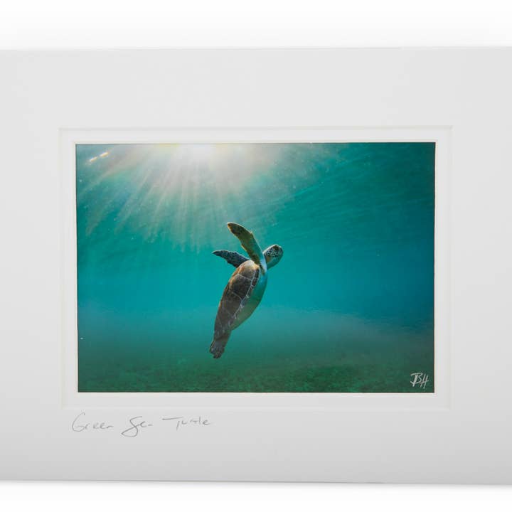 Tortue de mer verte 7Q7A0812 pour la vente par Ben Hicks Fine Art