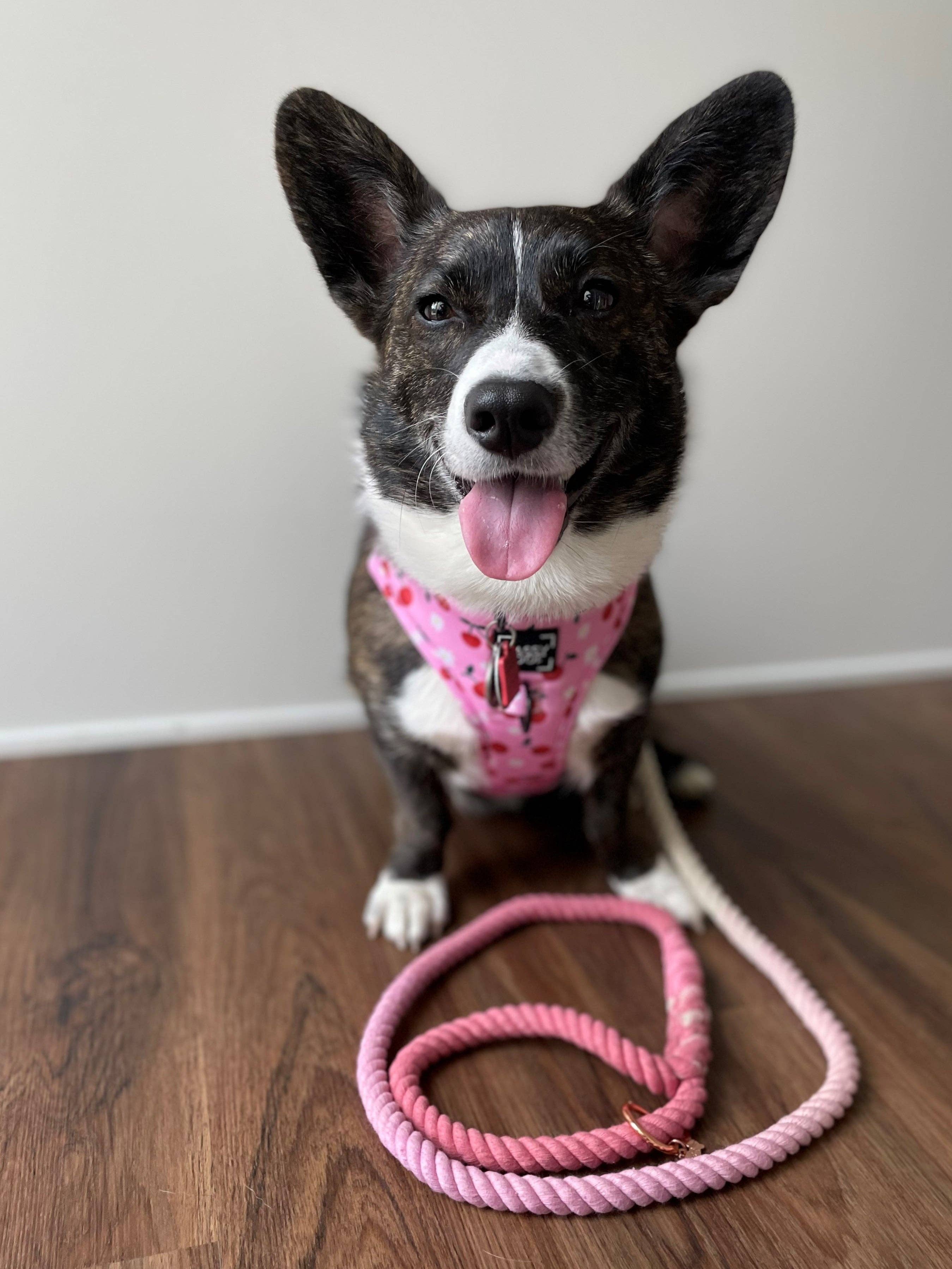 SASSY WOOF - Wholesale Pet Leash - Dog - Dog Rope Leash - Rosie3