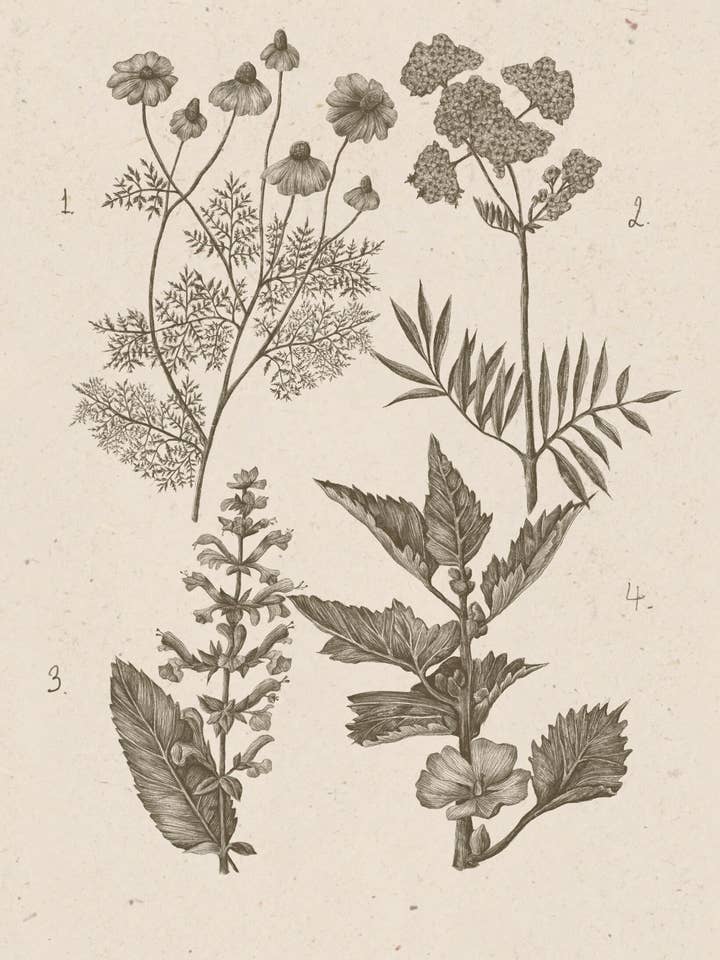 A Forager's Wildflower Guide for wholesale by être dans la lune