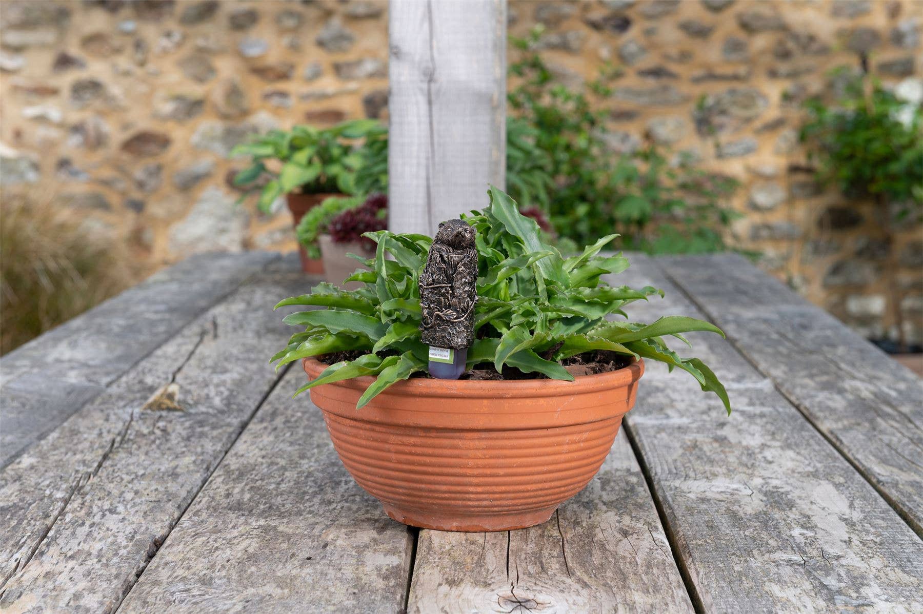 Jardinopia UK – wholesale Bird feeder – Hedgehog Plant Drip Feeder Cover & Feed4