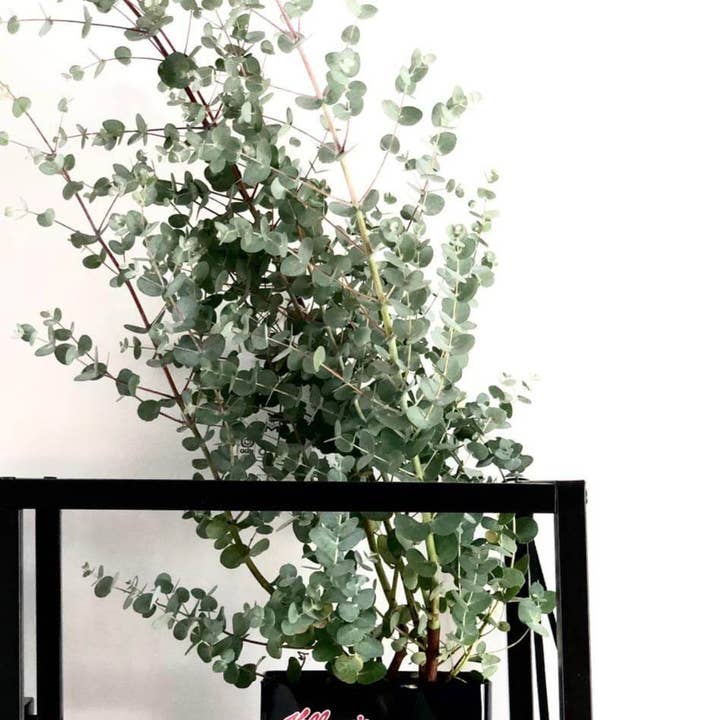 Grow your ownn – wholesale Plant seeds – Eucalyptus Cinerea (Silver Dollar)1