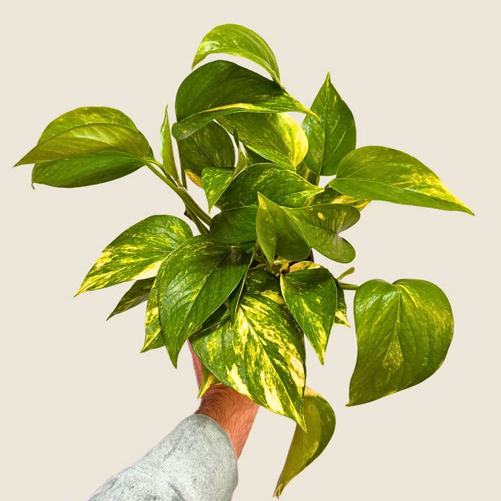 4" Pothos Golden for wholesale by The Greenhouse Wholesale