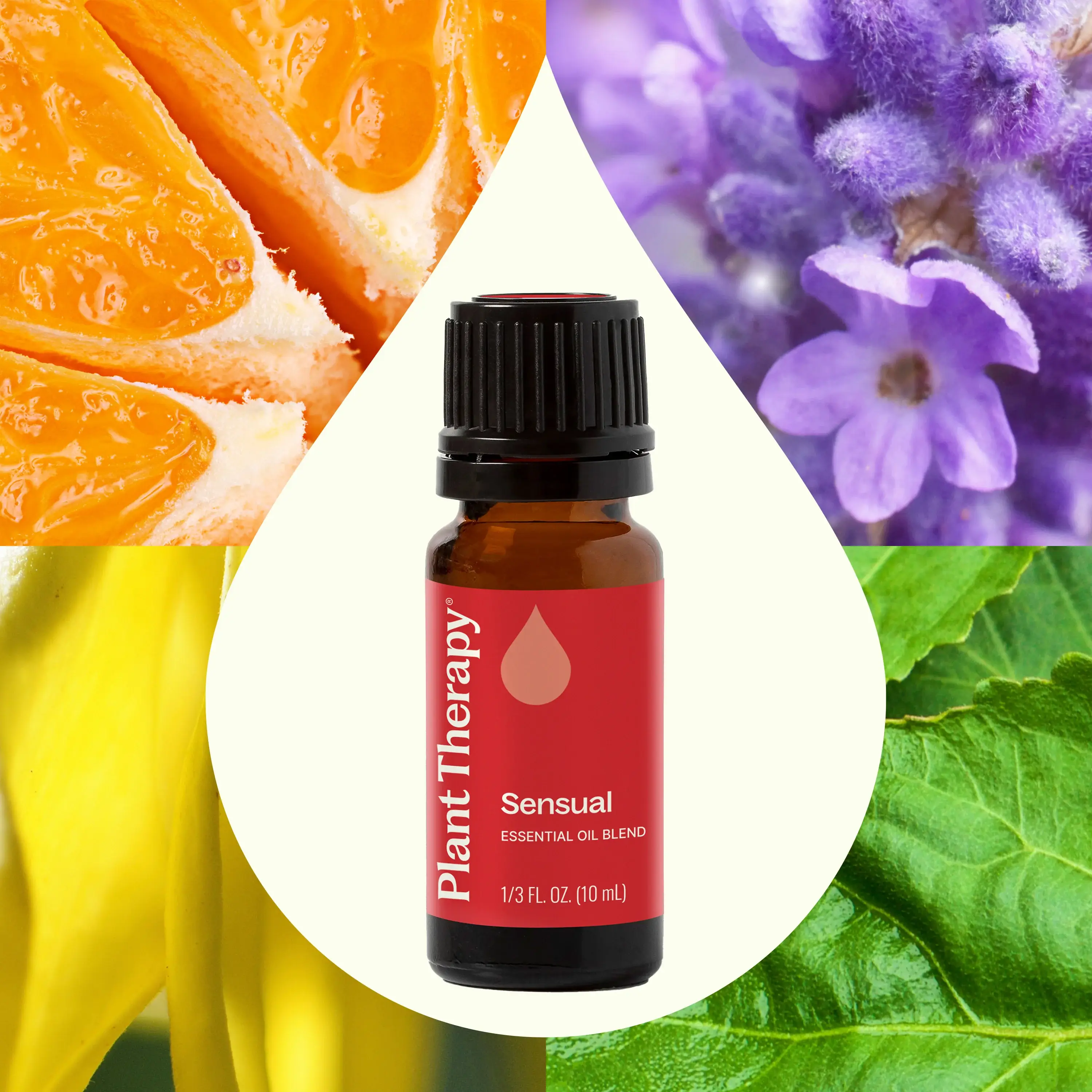 Plant Therapy - Wholesale Essential Oil - Sensual Essential Oil Blend 10 mL2