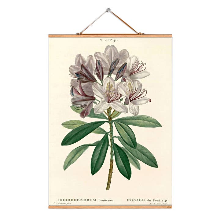 Rollbild Illustration # 104 / Pflanzen / Rhododendron für den Großhandel von Eicie