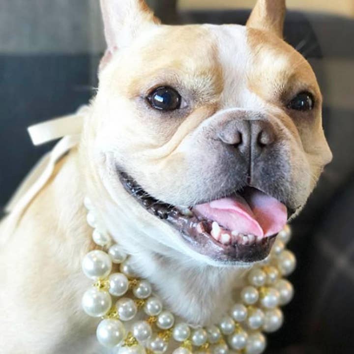 Creme Dubai Dog Necklace for wholesale on Faire4