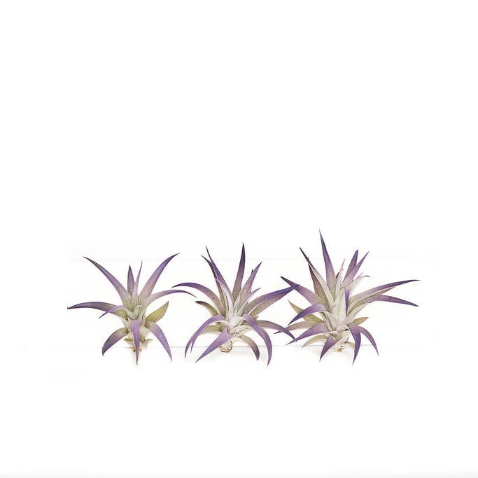 The Artizan Way - Wholesale Live Plant - Harrisii Tinted Purple | Live Air Plant