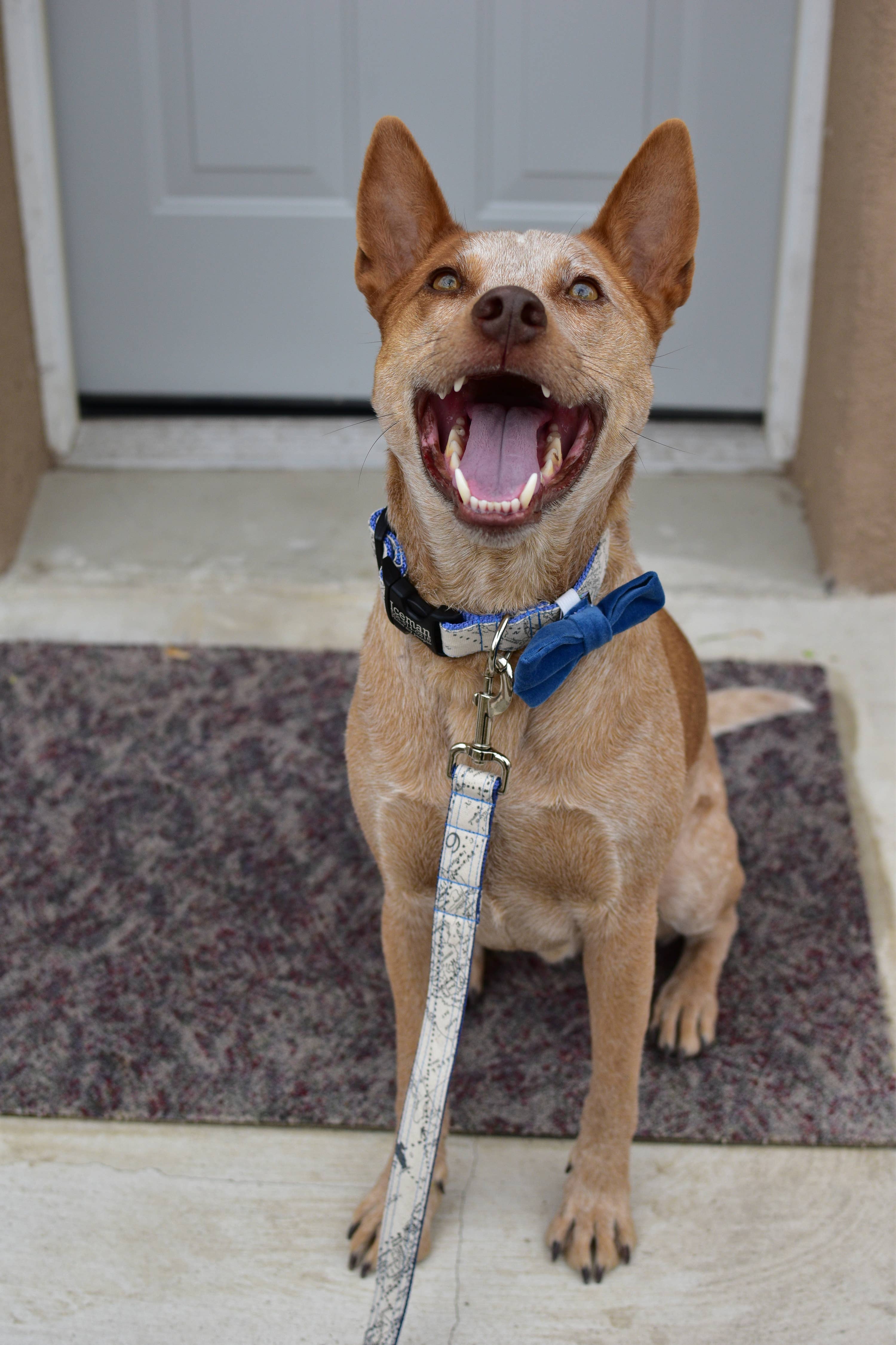 Mimi Green - Venta al por mayor Pajarita - Perros - Pajarita con collar de perro de terciopelo8