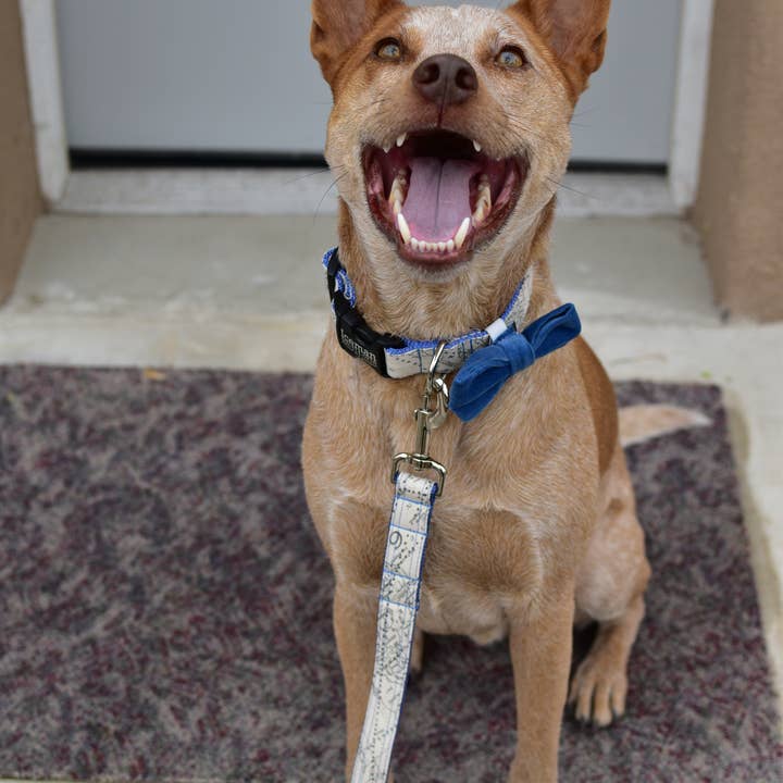 Mimi Green - Wholesale Pet bow tie – Dog - Velveteen Dog Collar Bow Tie8