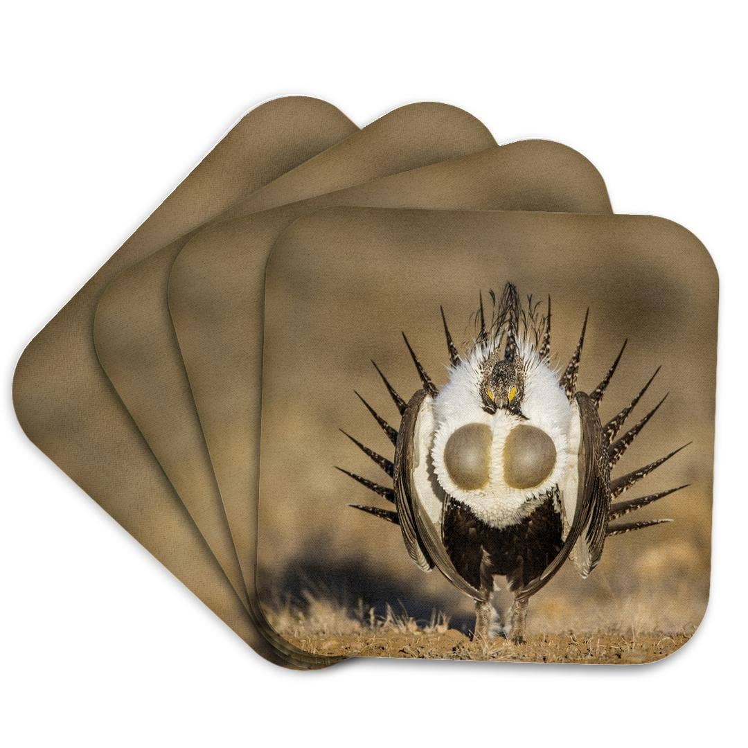 3dRose - Wholesale Coasters - 3dRose, USA, WY. Male Greater Sage Grouse displays on a lek in Spring., Coaster7